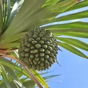 アダンの実と葉