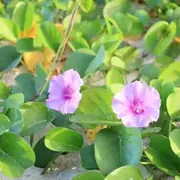 グンバイヒルガオの花