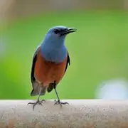 イソヒヨドリ