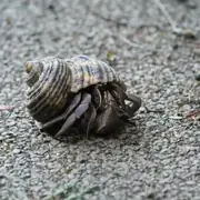 オカヤドカリ