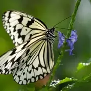 オオゴマダラの白い翅